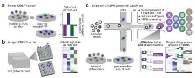 單細胞測序技術(single cell sequencing)