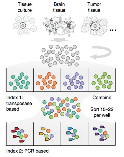 單細胞測序技術(single cell sequencing)