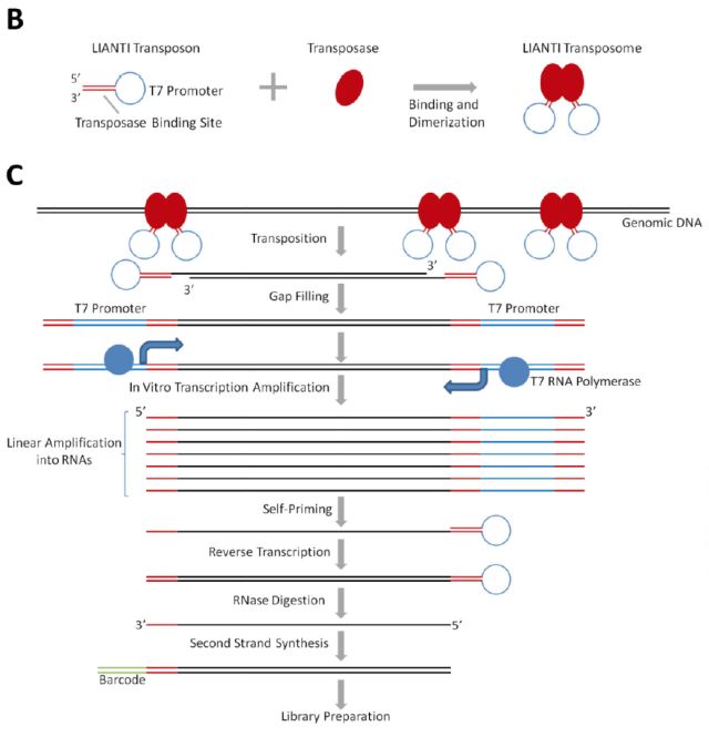 單細胞測序技術(single cell sequencing)