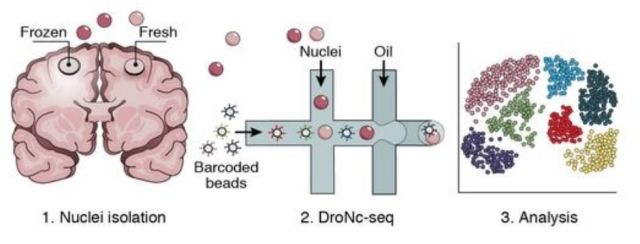 單細胞測序技術(single cell sequencing)