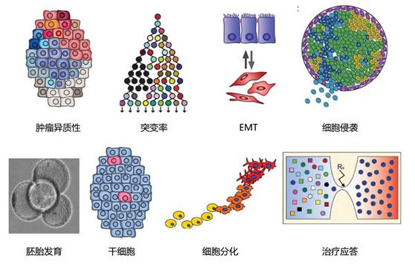 單細(xì)胞入門(mén)-讀一篇scRNA-seq綜述講解