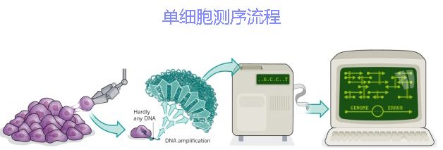 單細(xì)胞測序技術(shù)及其在傳染病研究領(lǐng)域中的應(yīng)用講解