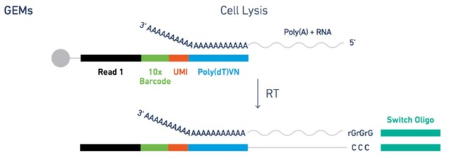 單細胞轉(zhuǎn)錄組測序(10x Genomics)詳解